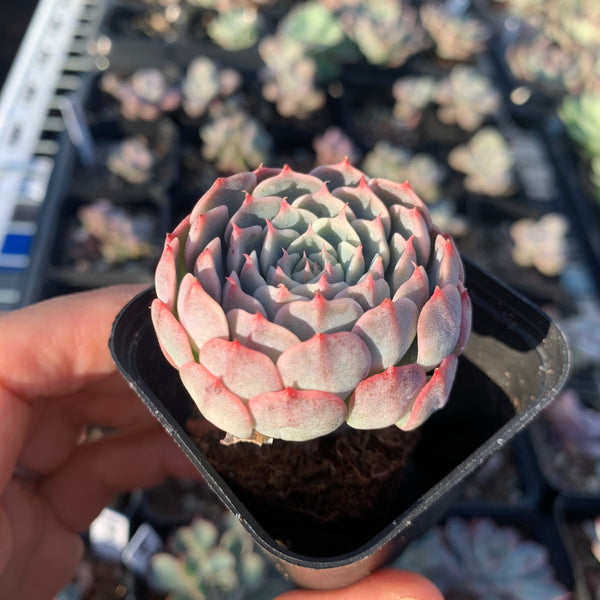 Echeveria Tuxpan Pinwheel x Alba Mini 纸风车美妮