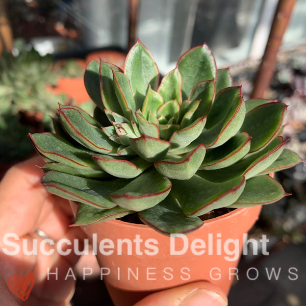 Echeveria Red Flower Queen 红花女王
