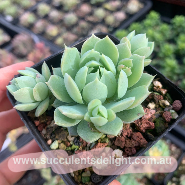 Graptoveria macdougallii x minima 蔓姬 Succulents Delight New Hybrid