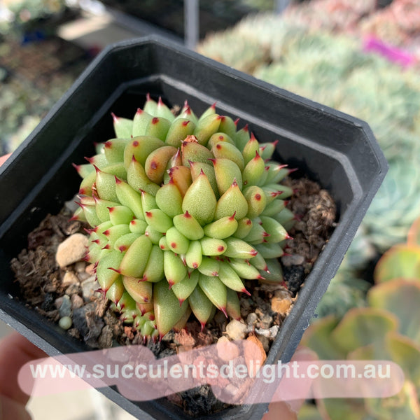 Echeveria agavoides f.cristata Echeveria agavoides 'Crest' 虎鲸