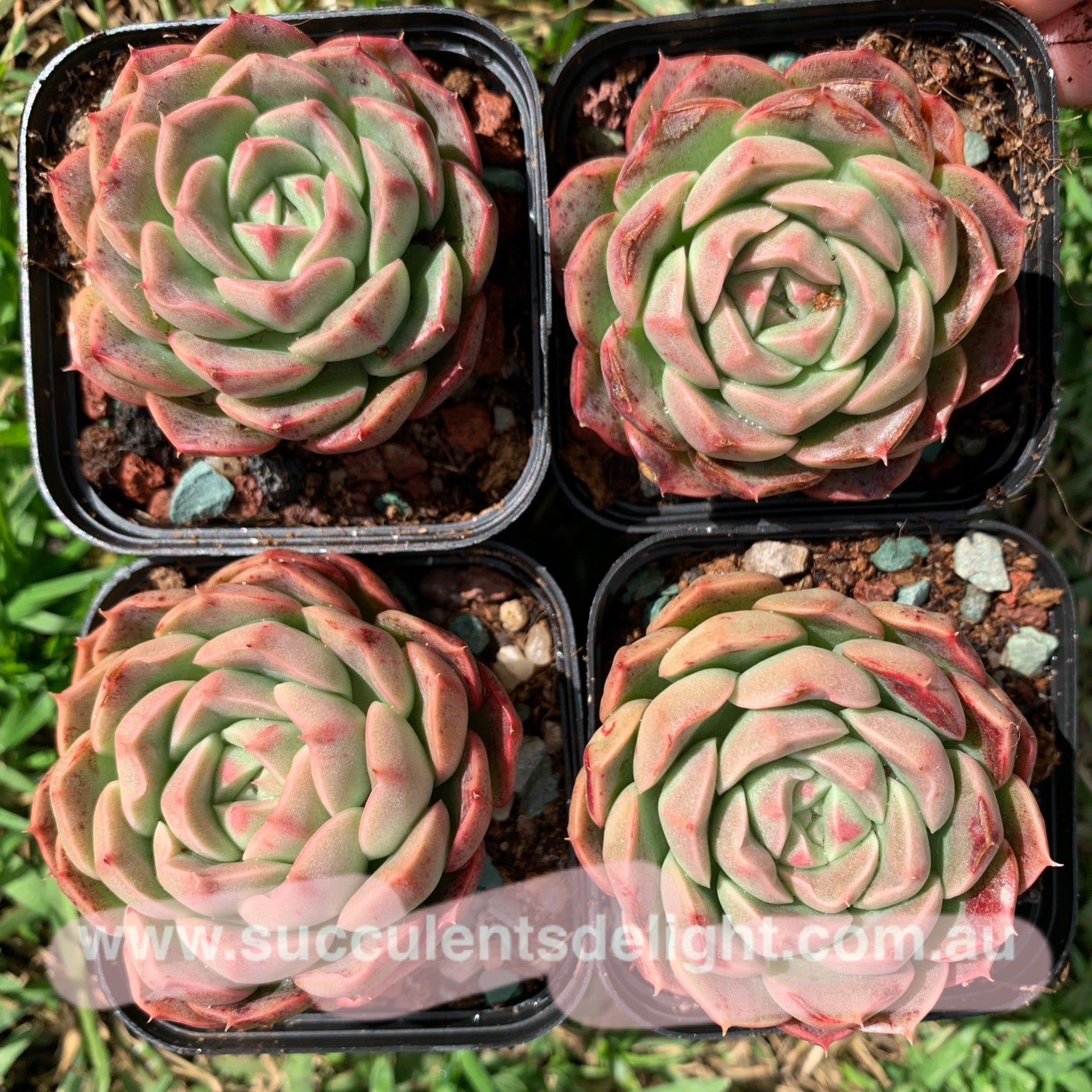 Echeveria Emerald Jade 翡翠玉