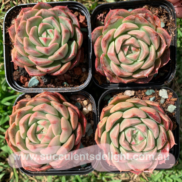 Echeveria Emerald Jade 翡翠玉