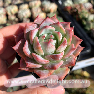 Echeveria Prism 棱镜