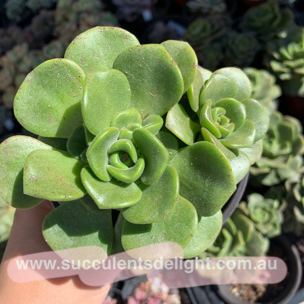 Aeonium Lily Pad 百合莉莉