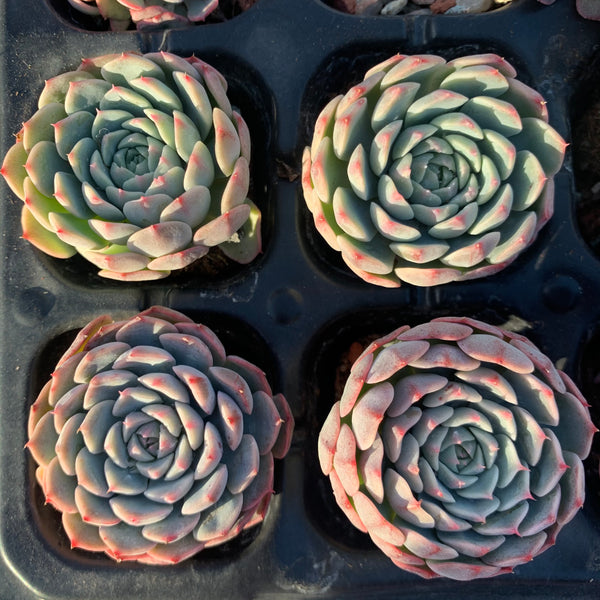 Echeveria Tuxpan Pinwheel x Alba Mini 纸风车美妮