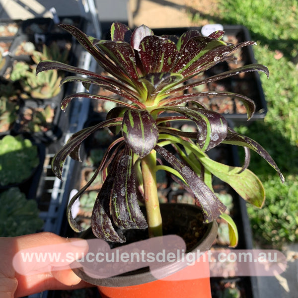 Aeonium Big Bang 拉丝法师