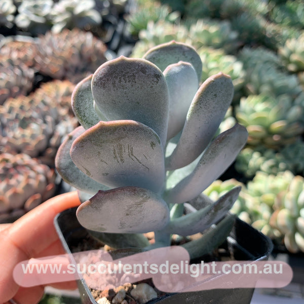 Cotyledon Jade Fan 玉扇