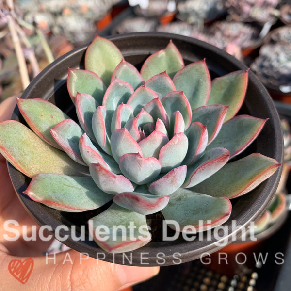Echeveria Apus 雨燕座