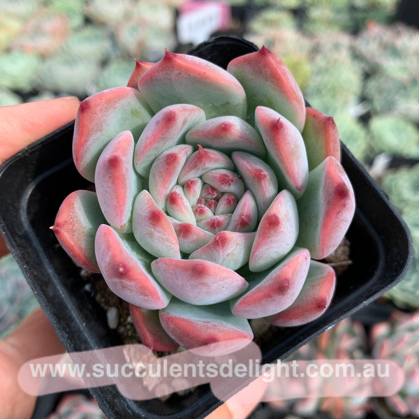 Echeveria Moon Shadow 月之影