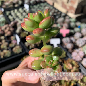 Sedum lucidum Obesum 丸叶松绿