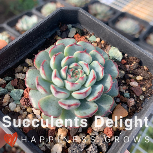 Echeveria Minima Red Edge 老版小红衣