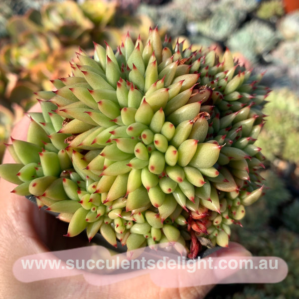 Echeveria agavoides f.cristata Echeveria agavoides 'Crest' 虎鲸