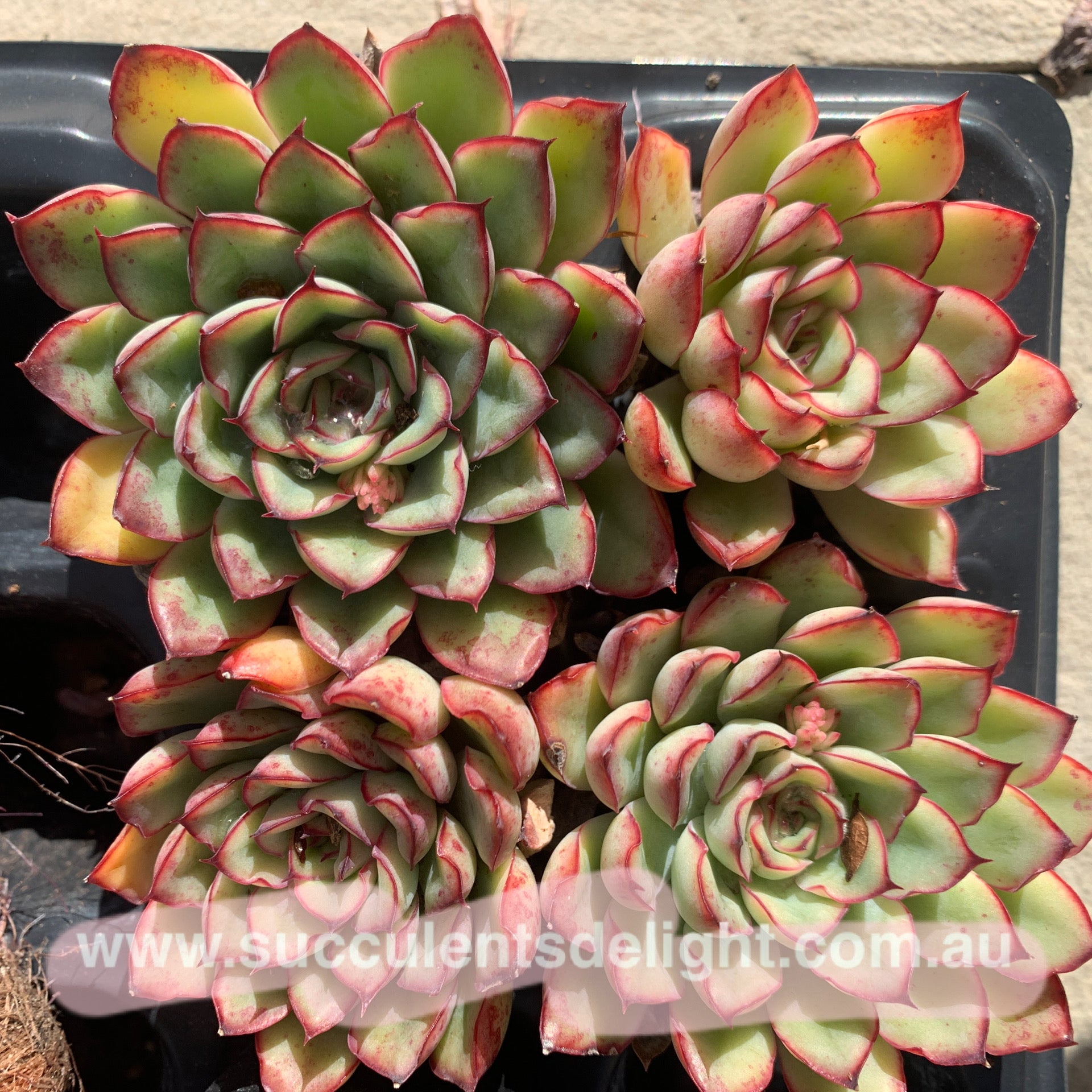 Echeveria Beniothine 莫兰