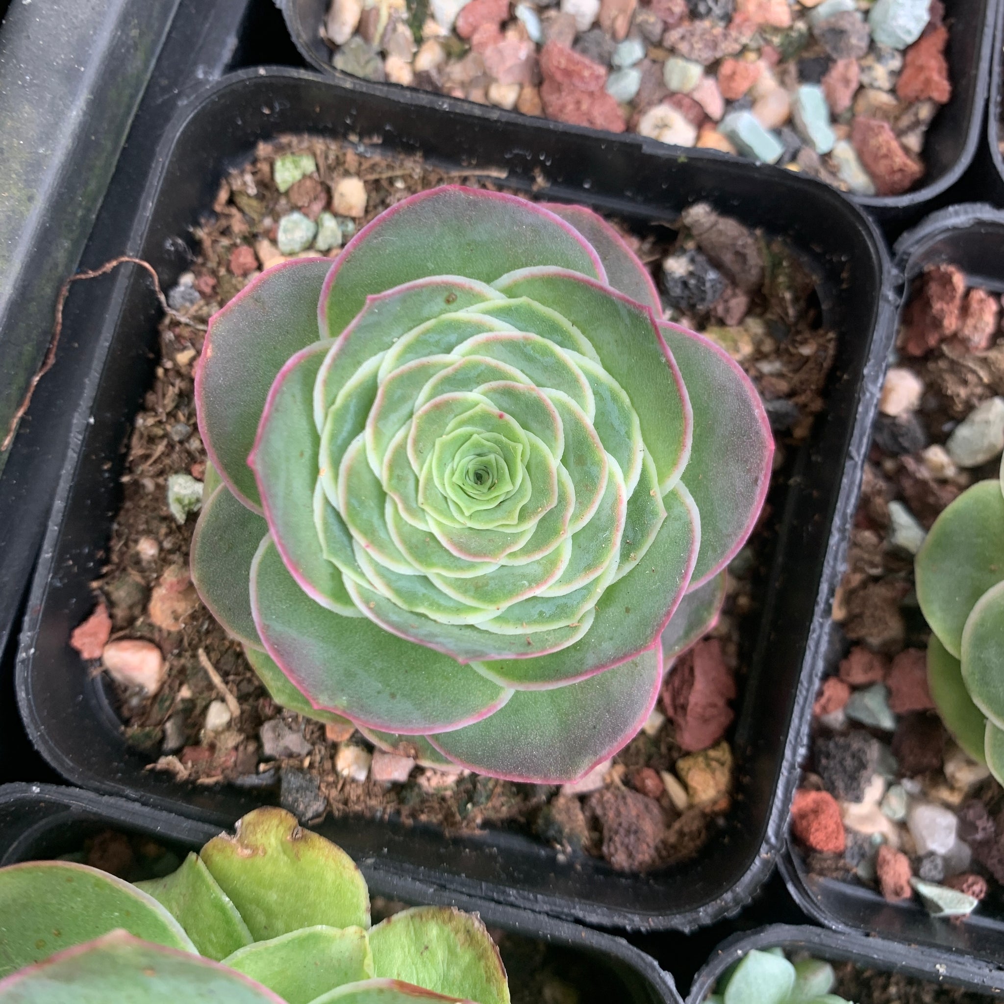 Aeonium Aureum ex El Hierro aka Pink Mountain Rose 耶罗山地玫瑰