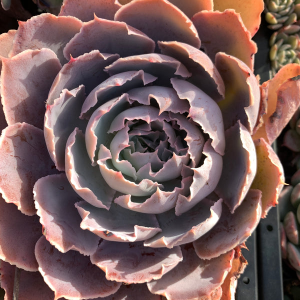 Echeveria Purple Naruto 紫火影