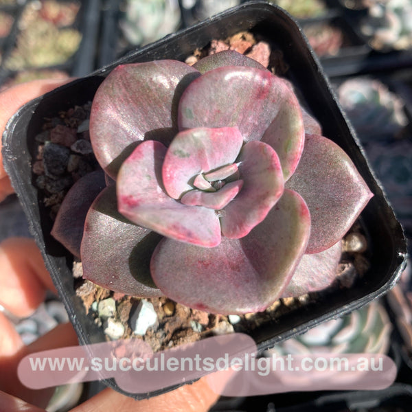 Graptoveria Bainesii silky variegata 厚叶旭鹤拉丝锦