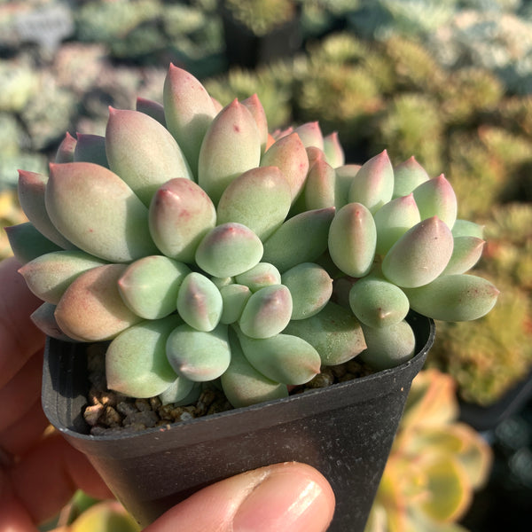 Pachyveria Sweet Bean 甜豆