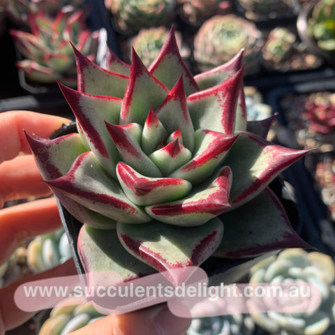 Echeveria Agavoides Joyful Contenance 欢颜