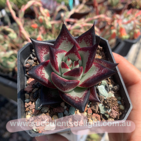 Echeveria Agavoides Ebony (selected) 优选乌木