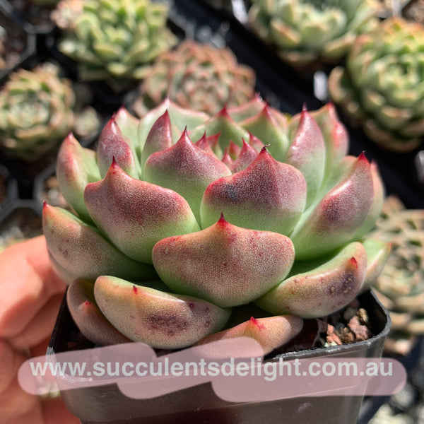 Echeveria Amethyst Queen 紫晶女王