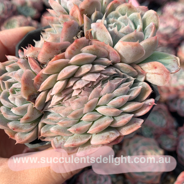 Echeveria Elegans Athena Crest 月影雅典娜缀化