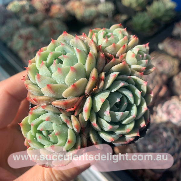 Echeveria Dragon Fruit cluster 火龙果群