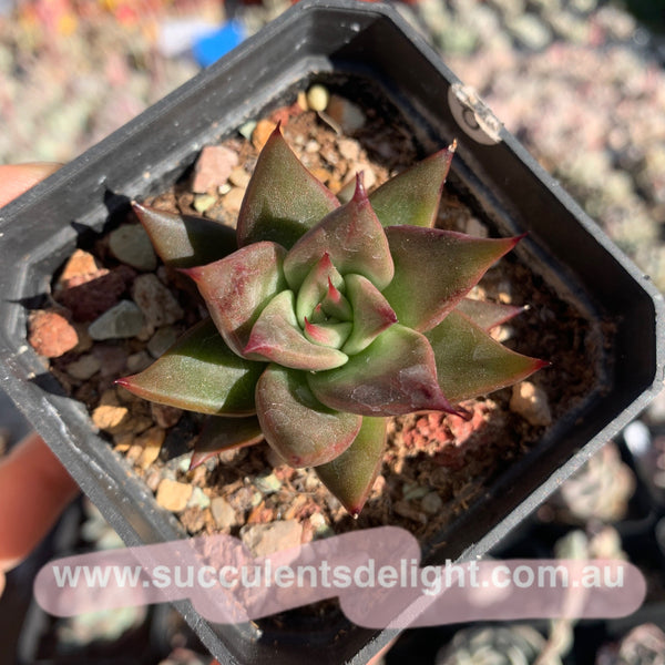 Echeveria Agavoides Girl Talk 女孩密语