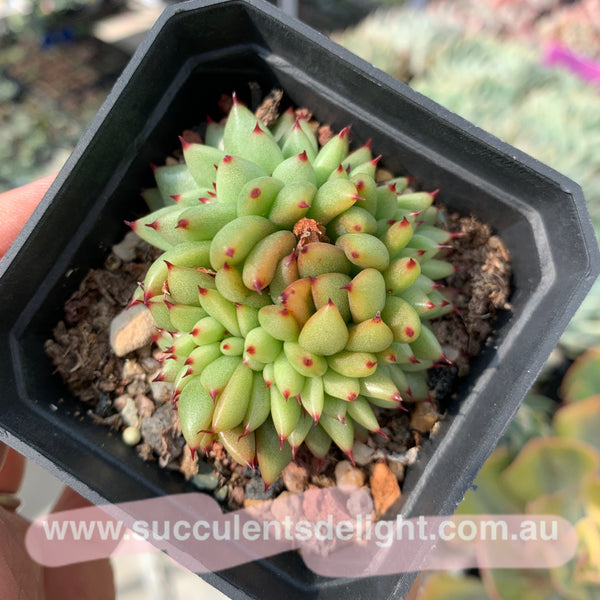 Echeveria agavoides f.cristata Echeveria agavoides 'Crest' 虎鲸