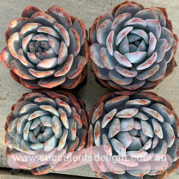 Echeveria Snow Angel 雪天使