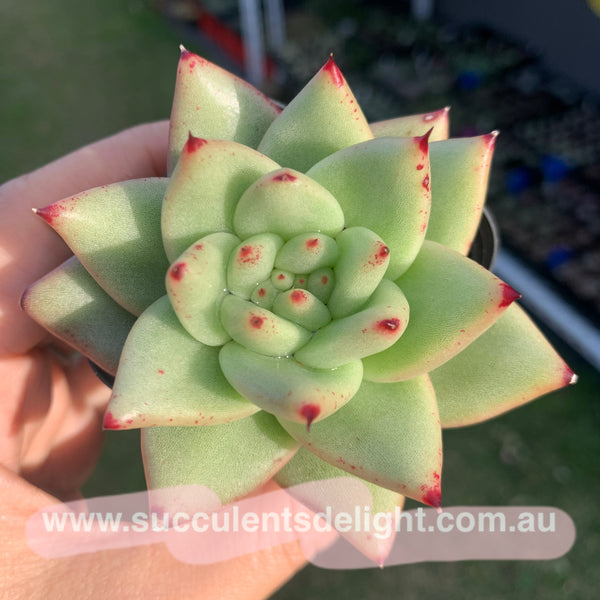 Echeveria agavoides Corderoyi 黄金玛利亚