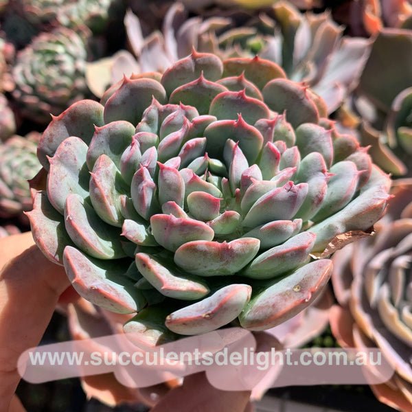 Echeveria Tuxpan Pinwheel X Alba Mini Mutation 纸风车美妮变异