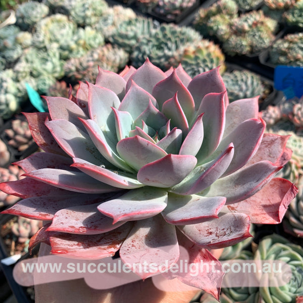 Echeveria La Candy LA糖果