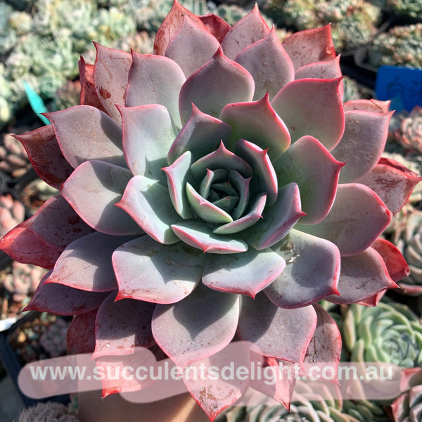 Echeveria La Candy LA糖果