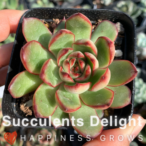 Echeveria Puli-lindsayana 保利安娜