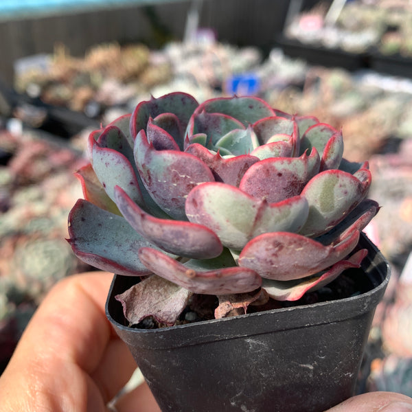 Echeveria Purple Rain (raindrop hybrid) 紫雨(雨滴杂）
