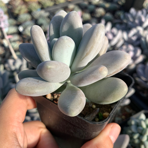 Pachyphytum bracteosum 白美人