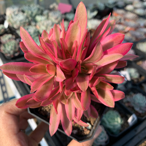 Crassula Campfire Variegated 火祭锦