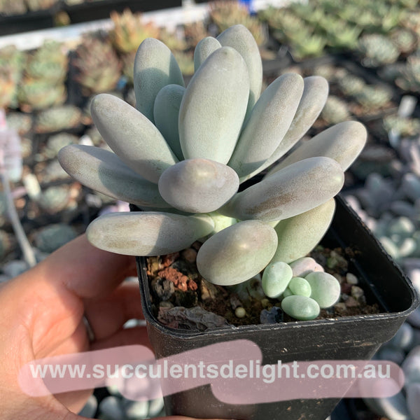 Pachyphytum bracteosum 白美人