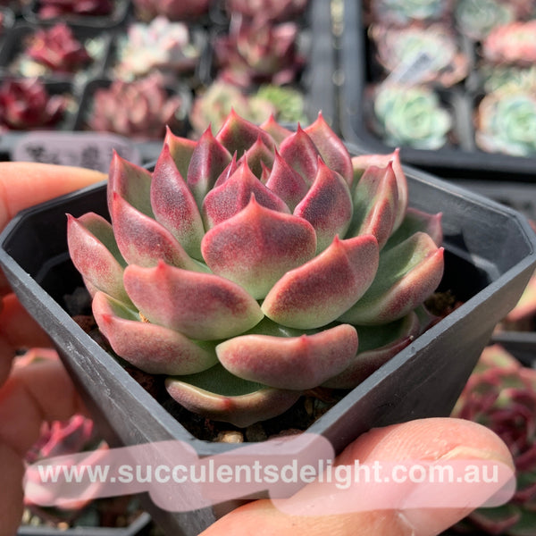 Echeveria Fantasy Jade 梦幻翡翠 Succulent Delight New Hybrid