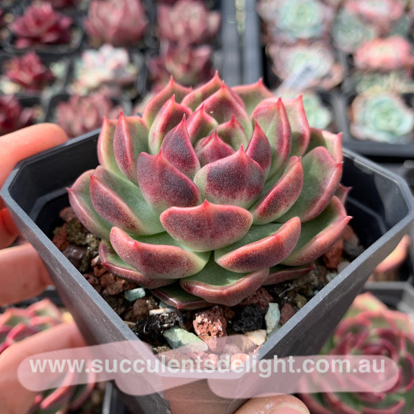 Echeveria Fantasy Jade 梦幻翡翠 Succulent Delight New Hybrid