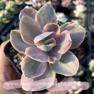 Echeveria Decora Variegated 德克拉锦