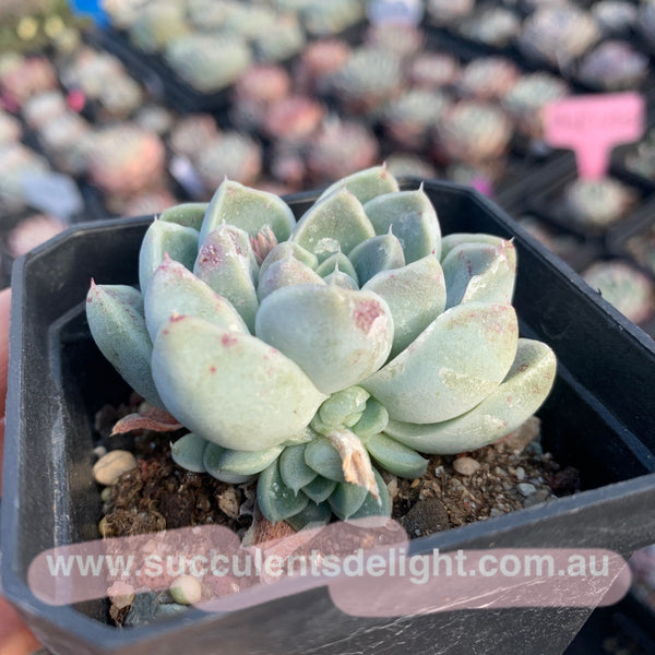 Echeveria Albicans 厚叶月影