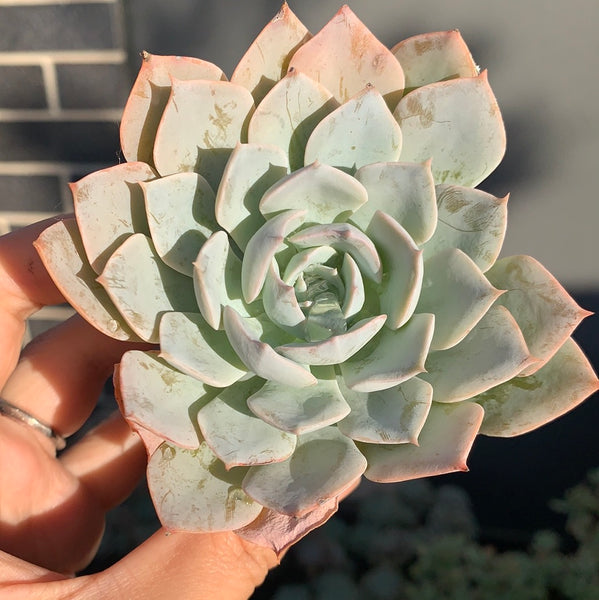 Echeveria peacockii subsessilis 皮氏蓝石莲