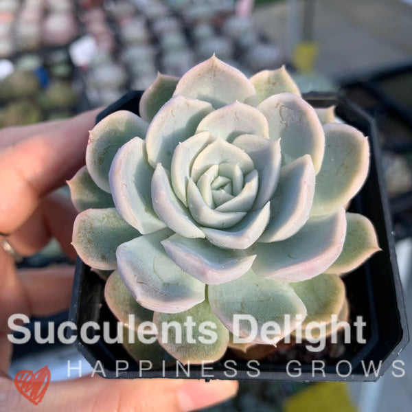 Echeveria New Surprise 新惊喜雪球