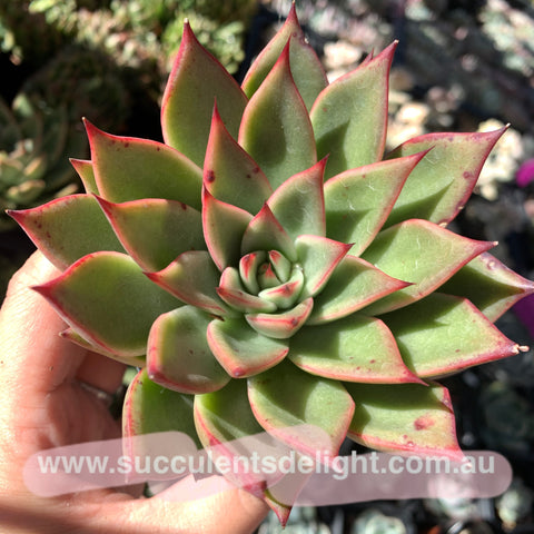 Echeveria Ebony X Pulidonis Green form 乌木x灵影