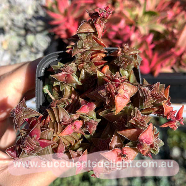Crassula corymbulosa variegated 茜之塔锦