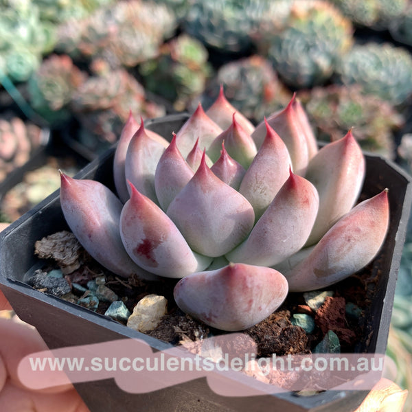 Echeveria Katelyn 凯特琳
