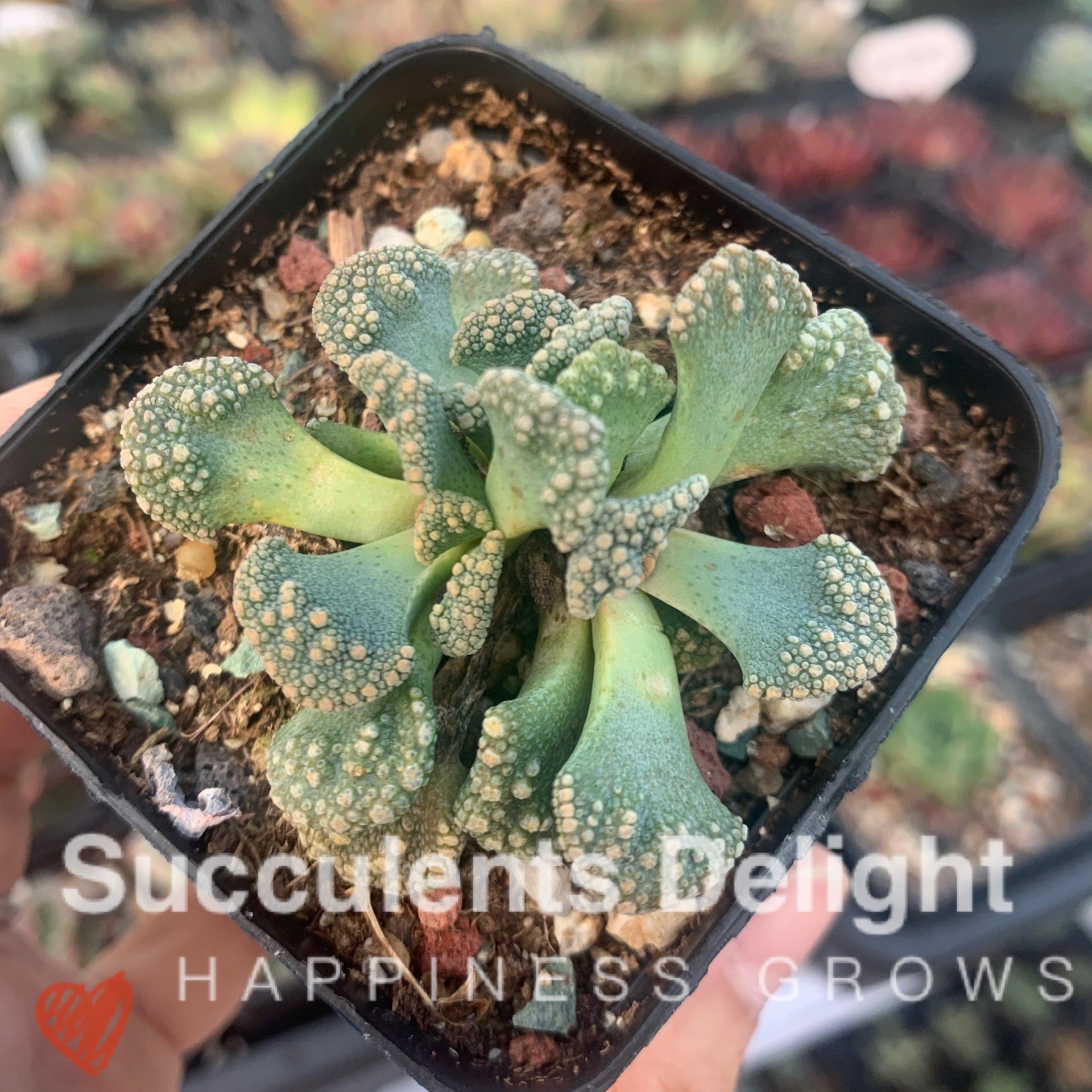 Titanopsis calcarea (seed grown) 实生天女