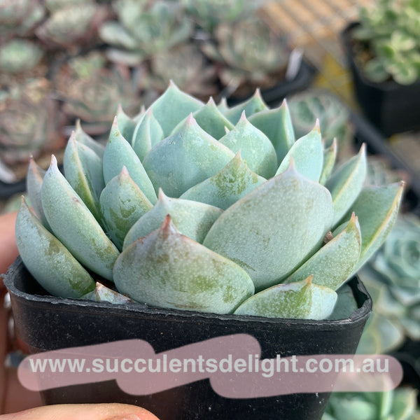 Sedum suaveolens aka Sedeveria blue lotus 木樨甜心