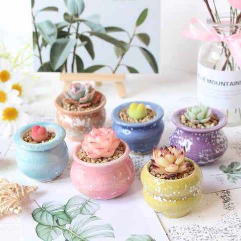 Mini Ice Cracking Rainbow Candy Pots 幻彩奶酪拇指盆